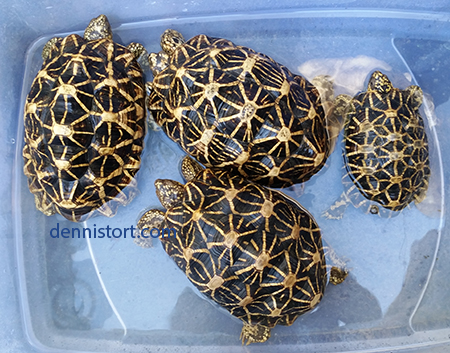 Star tortoise breeding